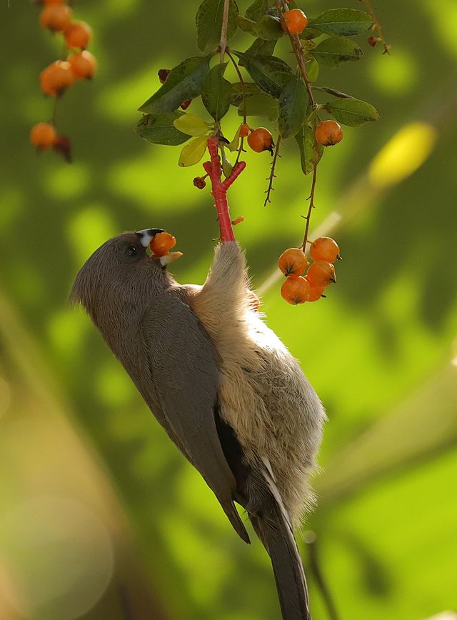 A White-backed Mousebird eating berries